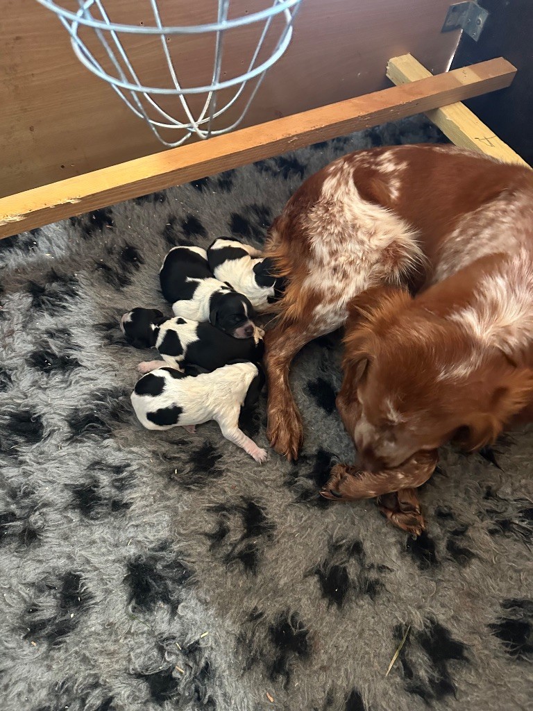 Chiot Epagneul Breton De La Belle Des Bruyères
